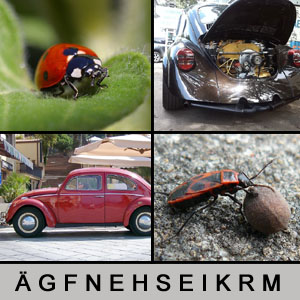 Quiz des Tages