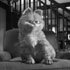 movie - 1365936056_thumbnail